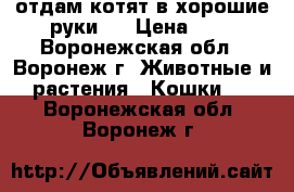 отдам котят в хорошие руки,  › Цена ­ 0 - Воронежская обл., Воронеж г. Животные и растения » Кошки   . Воронежская обл.,Воронеж г.